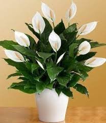 peace lilly dwarf