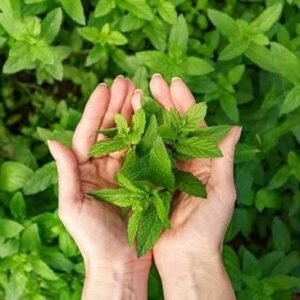 mint tulsi / புதினா துளசி