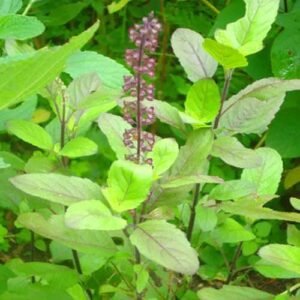 black tulsi / கருப்பு துளசி