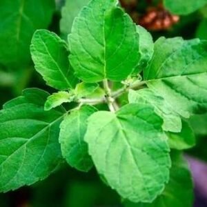 Tulsi / துளசி