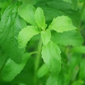 stevia/ ஸ்டீவியா