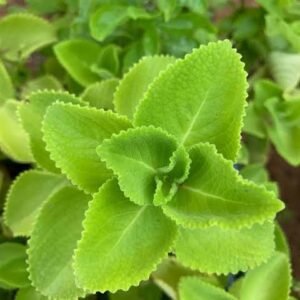 katpuravallai/ கட்புரவல்லி