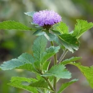 kesavardhini / கேசவர்த்தினி