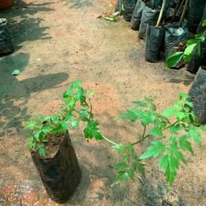 mudakathan / முடக்கதன்