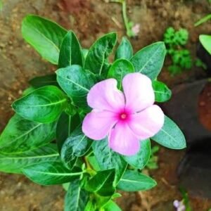 periwinkle/ Nithya kalyani / நித்யகல்யாணி