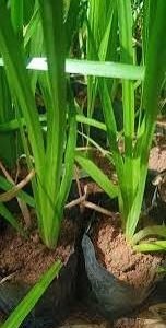 vasambu / வாசம்பு