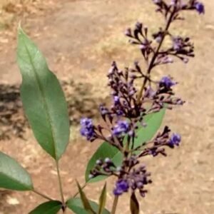 black nochi / கருப்பு நொச்சு