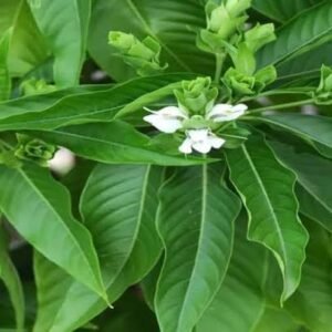 Ada thoda/  அட தோடா