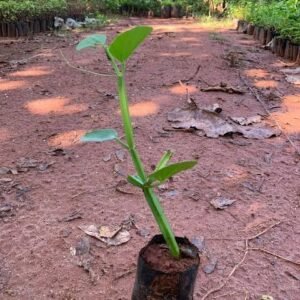 pirandai / பிரண்டை