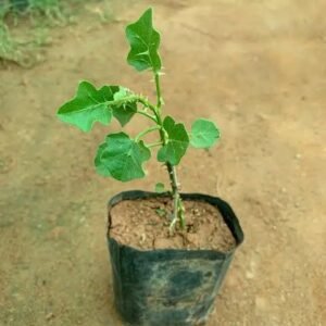 thudhuvalai /  துடுவாலை