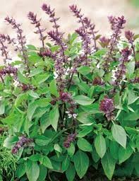 basil / திருநித்ருபசீலா