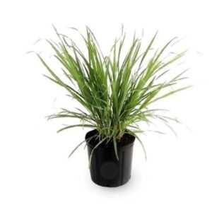 Lemon grass / எலுமிச்சை புல்