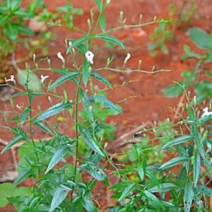 Nila vembu / siriyanangai / நிலவேம்பு / சிறியநங்கை