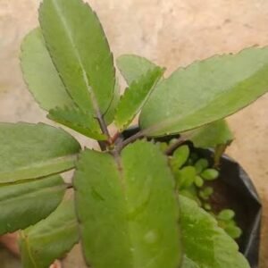 ranagalli/ ரணகல்லி