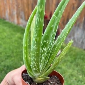 aloe vera (small) / கற்றாழை