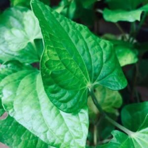 thipli / திப்பிலி