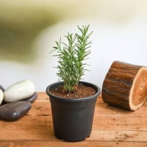 rosemary/ ரோஸ்மேரி (small)