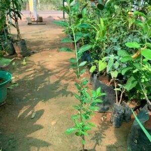 maruthani / henna plant / மருதாணி