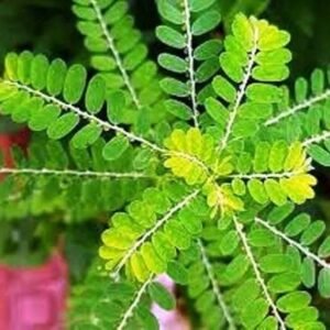 kila nelli / கிலனெல்லி