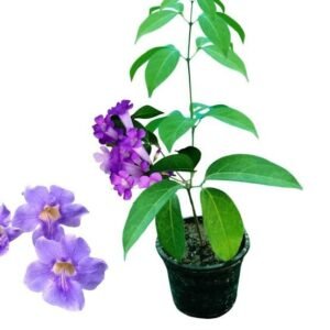 garlic vine / பூண்டு கொடி