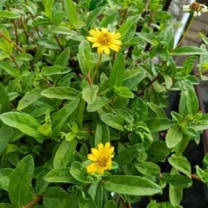 yellow false daisy/ மஞ்சள் கரி சிலாங்கண்ணி