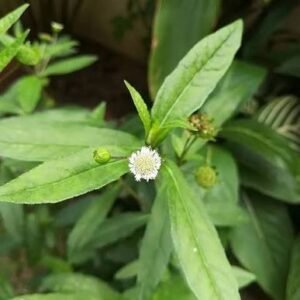 vellai karisilankani / false daisy white / வெள்ளை கரி சிலாங்கண்ணி