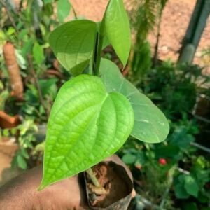 pepper plant / மிளகு / milagu