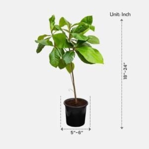 almond tree / பாதாம் மரம்