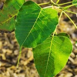 peepal tree / அரச மரம்