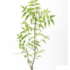 neem tree / வேப்ப மாரா