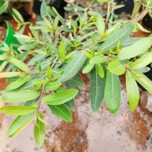 marutham tree / மருத மரம்