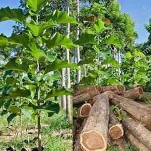 Burma teak / பர்மா தேக்கு மரம்