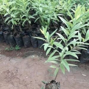 sandalwood tree / சந்தன மரம்