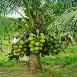 coconut tree dwarf / தென்னை மரம் குள்ள வகை
