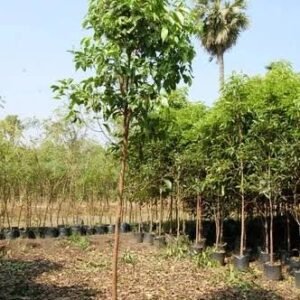 magilam tree / மகிலம்