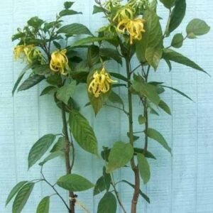 manoranjitham hybrid / மனோரஞ்சிதம் கலப்பினம்