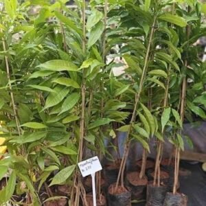 manoranjitham / மனோரஞ்சிதம் நாடு