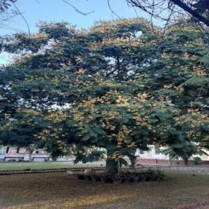 copper pod tree / தகர மரம்