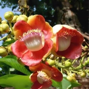 cannon ball tree / நாகலிங்கம் மரம்