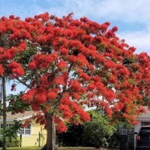 gulmohar / குல்மோகர்