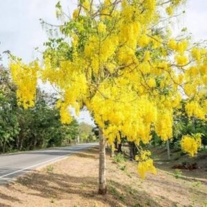 golden shower tree / தங்க மழை மரம்