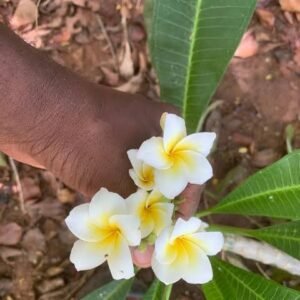 plumeria / ப்ளூமேரியா (big)