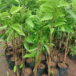 country senbagam / நாட்டுப்புற சென்பகம்