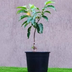 senbagam hybrid/ சென்பகம் / champa