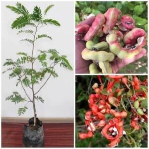 manila tamarind / kodukapuli