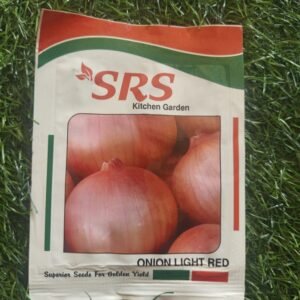 onion light red / periya vengayam