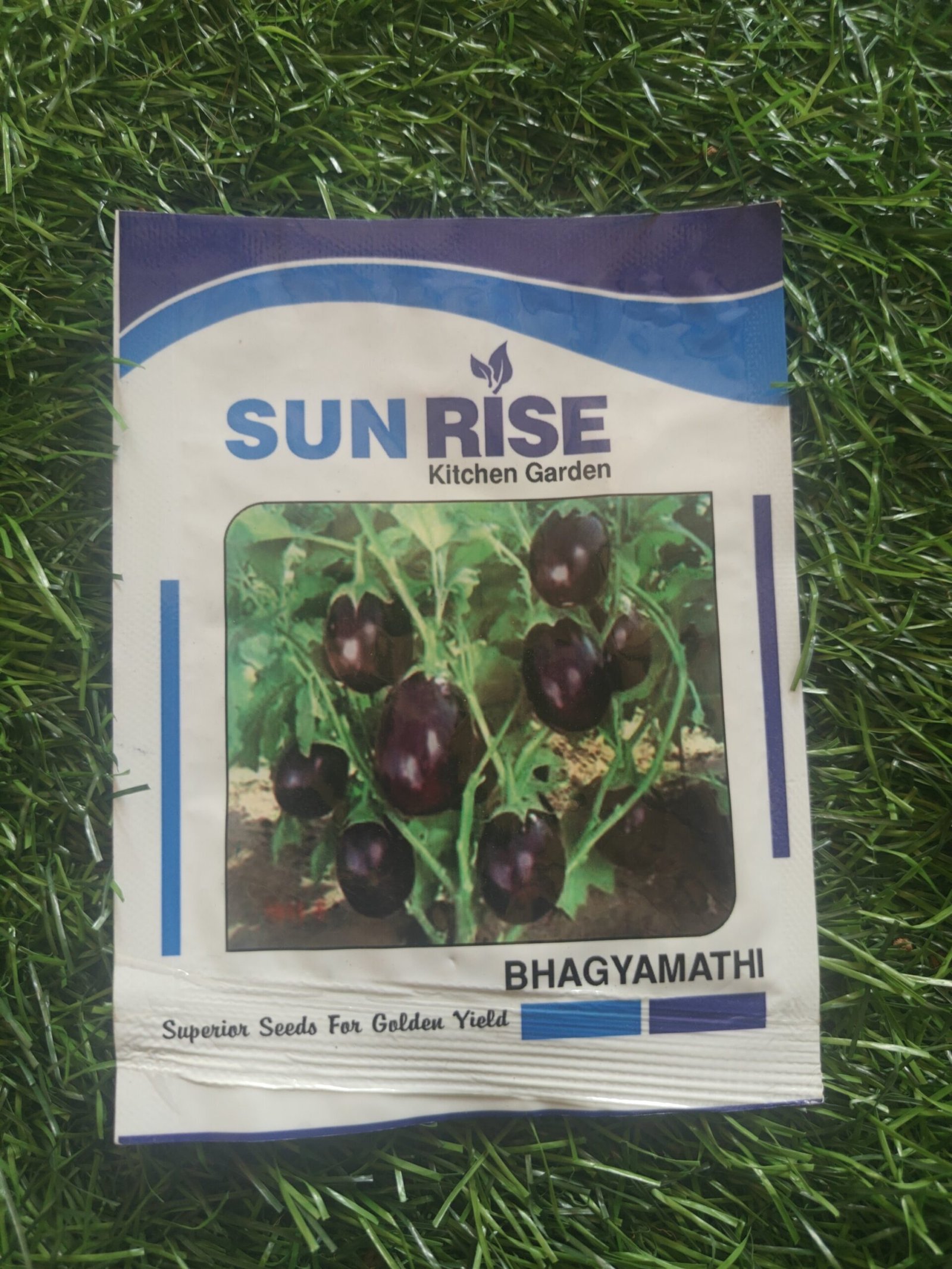 brinjal bagyamathi / big brinjal