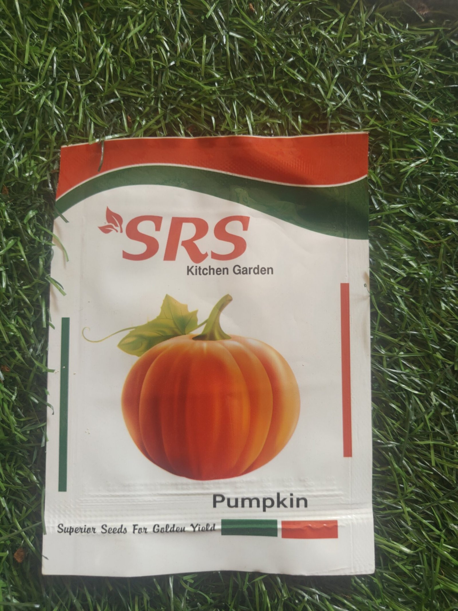 pumpkin / sivapu pusani