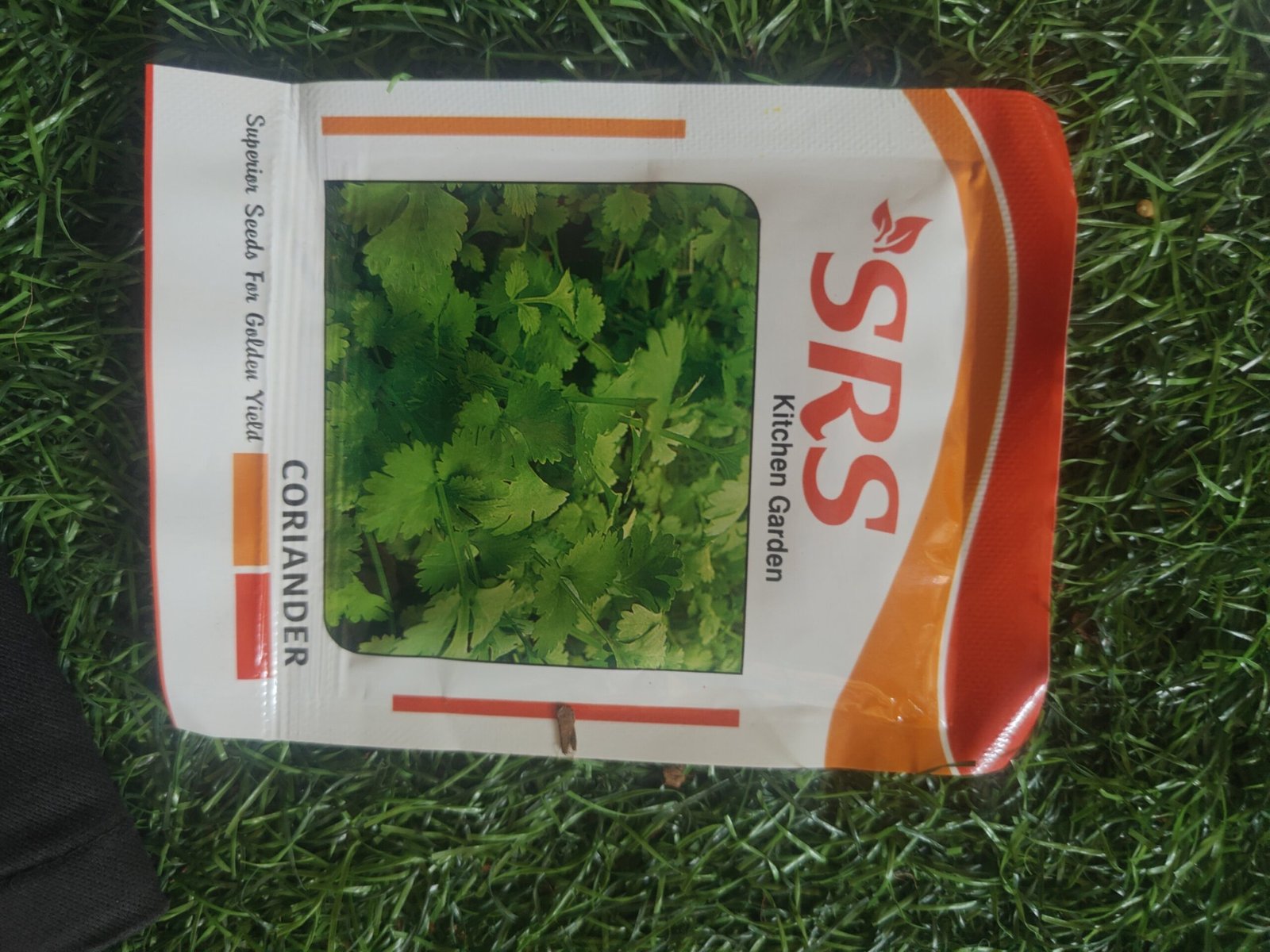 coriander/ kothamalli - Image 3