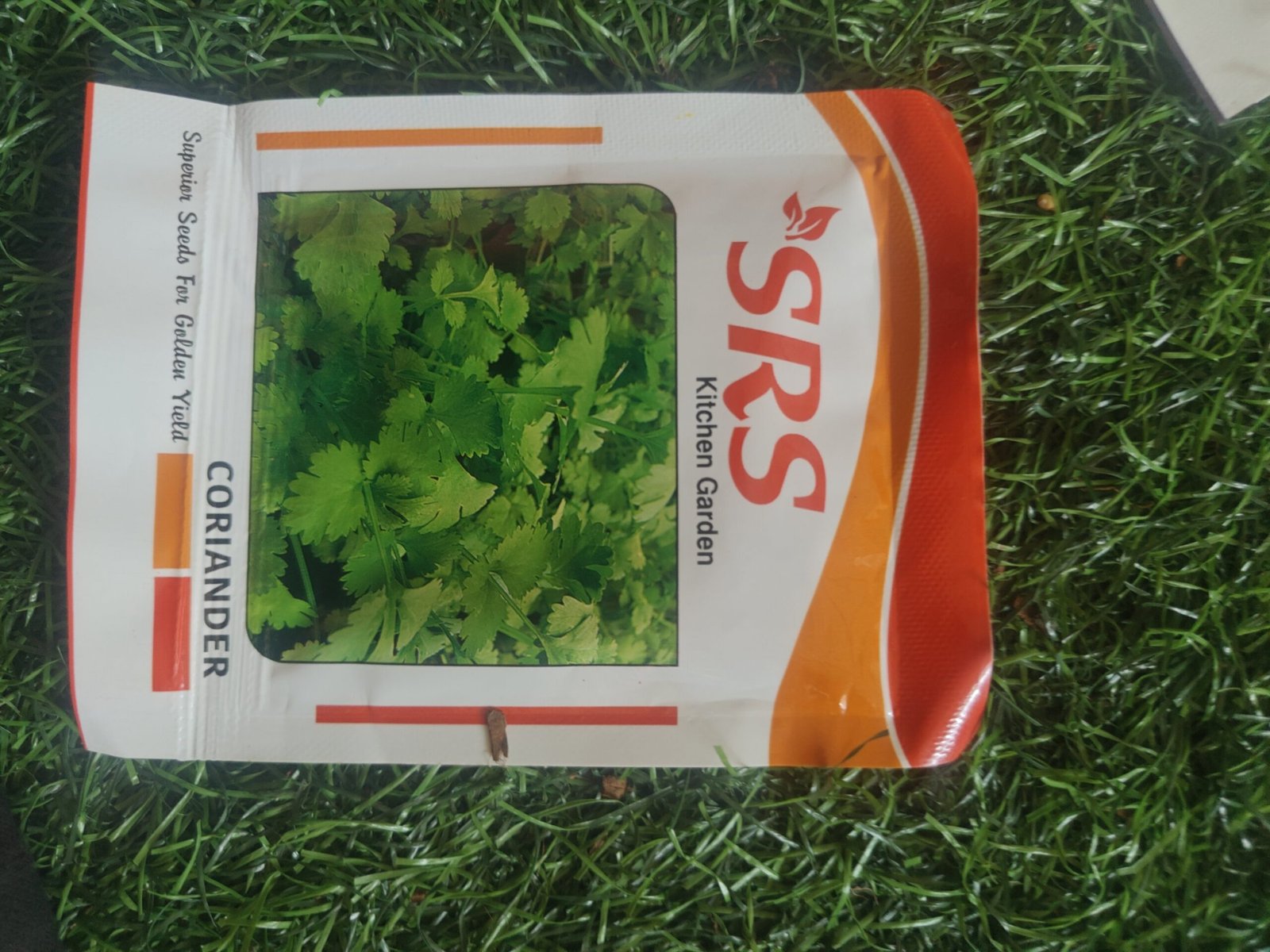 coriander/ kothamalli - Image 4